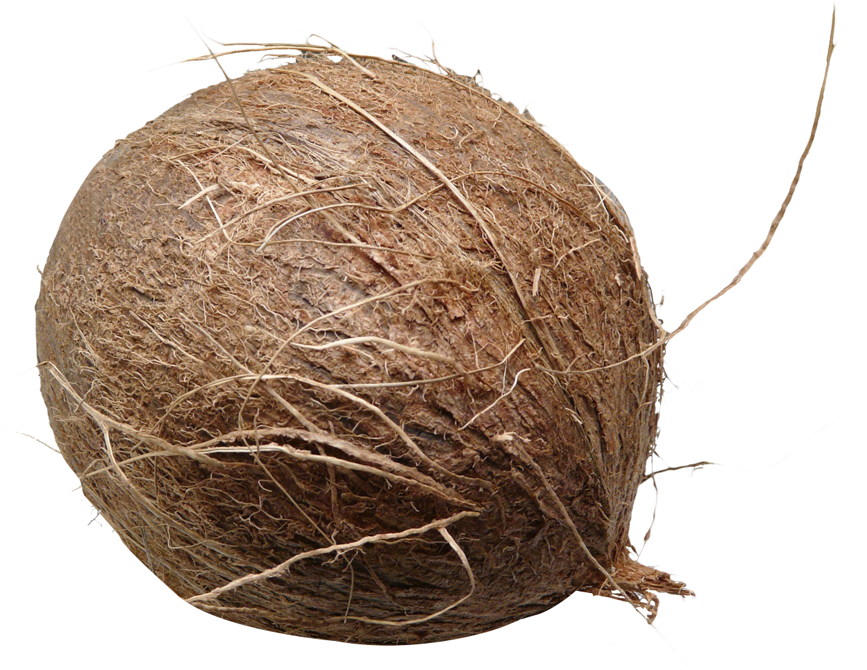 Hdpng - Coconut, Transparent background PNG HD thumbnail