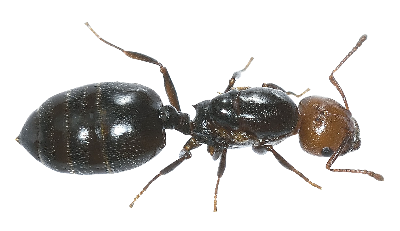 Hdpng - Ant, Transparent background PNG HD thumbnail