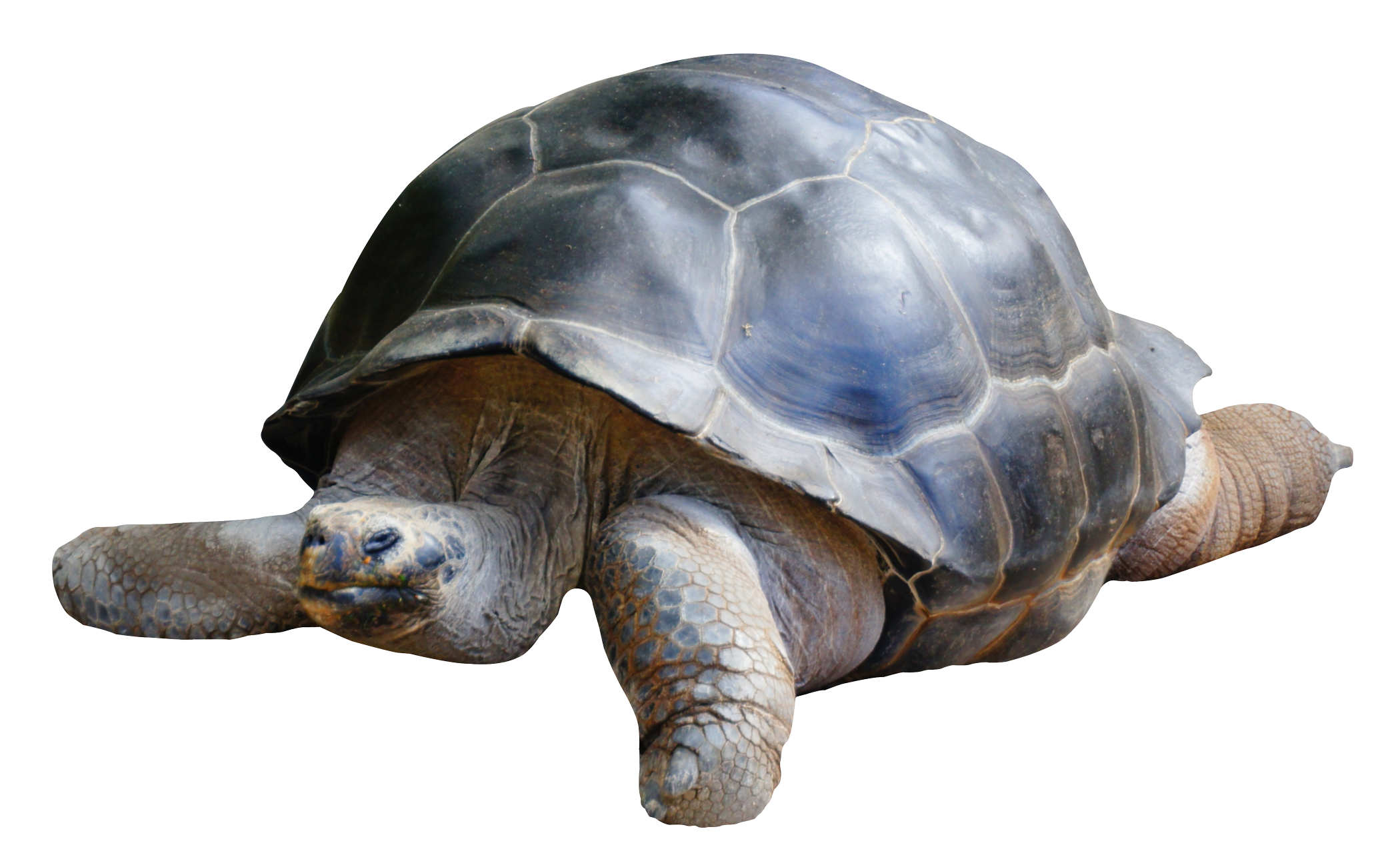 Hdpng - Tortoise, Transparent background PNG HD thumbnail