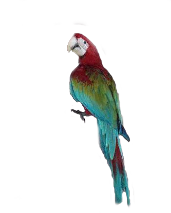 Hdpng - Macaw, Transparent background PNG HD thumbnail