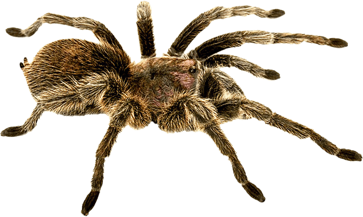 Hdpng - Spider, Transparent background PNG HD thumbnail