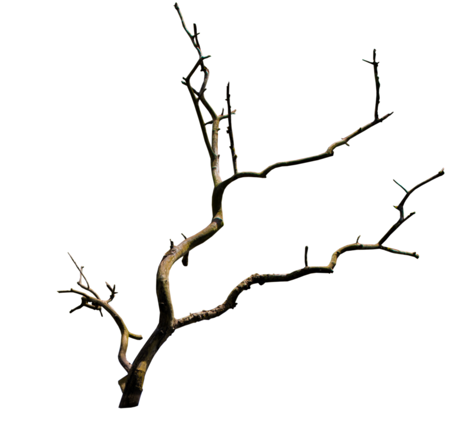 Hdpng - Branch, Transparent background PNG HD thumbnail