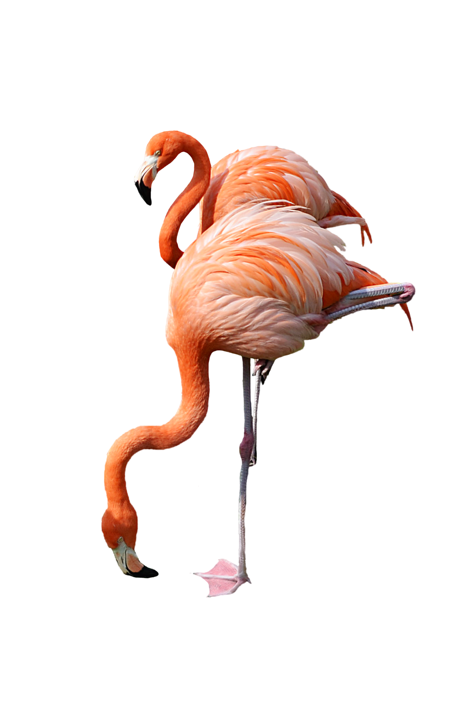 2 Standing Pink Flamingo Stock Photo 0440 Png By Annamae22 - Flamingo, Transparent background PNG HD thumbnail