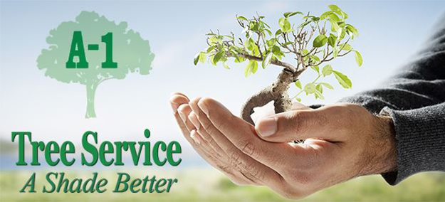 A 1 Tree Service - A 1 Tree Services, Transparent background PNG HD thumbnail