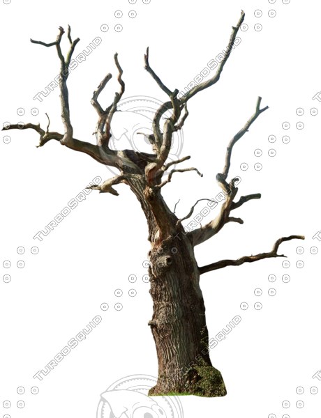 40% Complete (Success) - A Dying Tree, Transparent background PNG HD thumbnail
