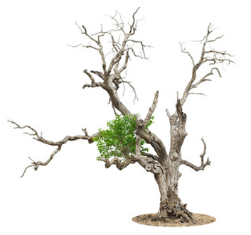 Many Of Us Have Childhood Memories Associated With Treesu2014Climbing In Them, Swinging From Their Branches, Or Diving Into Piles Of Their Leaves. - A Dying Tree, Transparent background PNG HD thumbnail