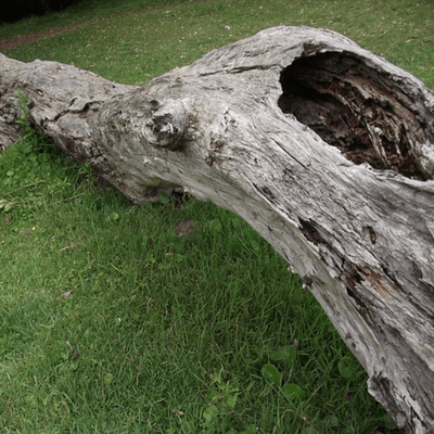 Often, Trees That Are Dead Quickly Decay On The Inside, Where We Cannot See - A Dying Tree, Transparent background PNG HD thumbnail