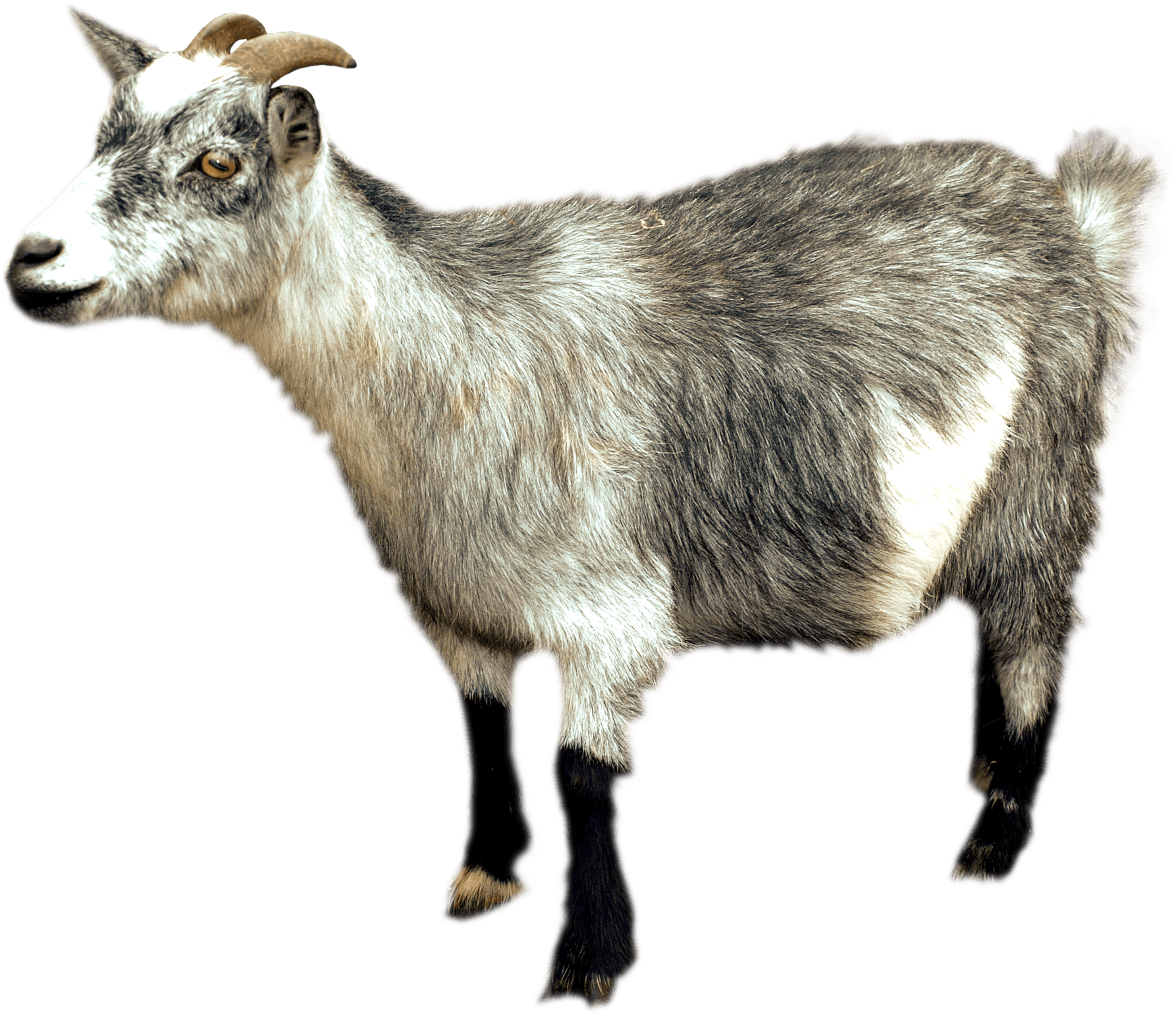 Animals · Goats - A Goat, Transparent background PNG HD thumbnail