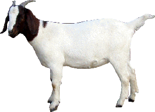 Goat Download Png Png Image - A Goat, Transparent background PNG HD thumbnail