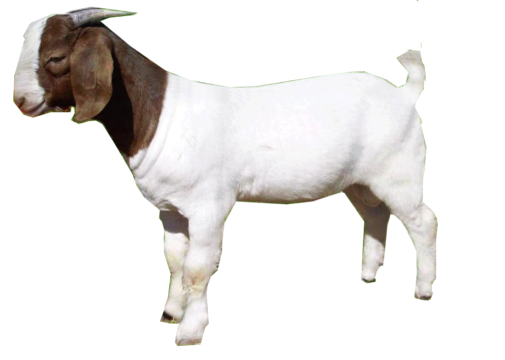 Goat Png - A Goat, Transparent background PNG HD thumbnail