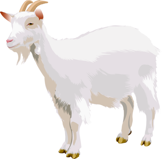 Goat Png - A Goat, Transparent background PNG HD thumbnail