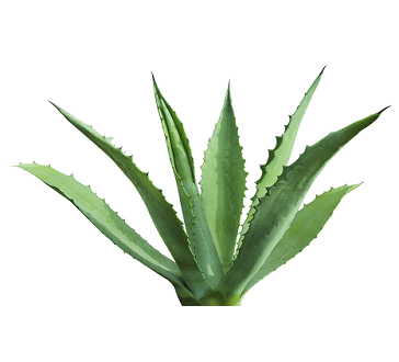 Agave Png Hdpng.com 364 - Agave, Transparent background PNG HD thumbnail
