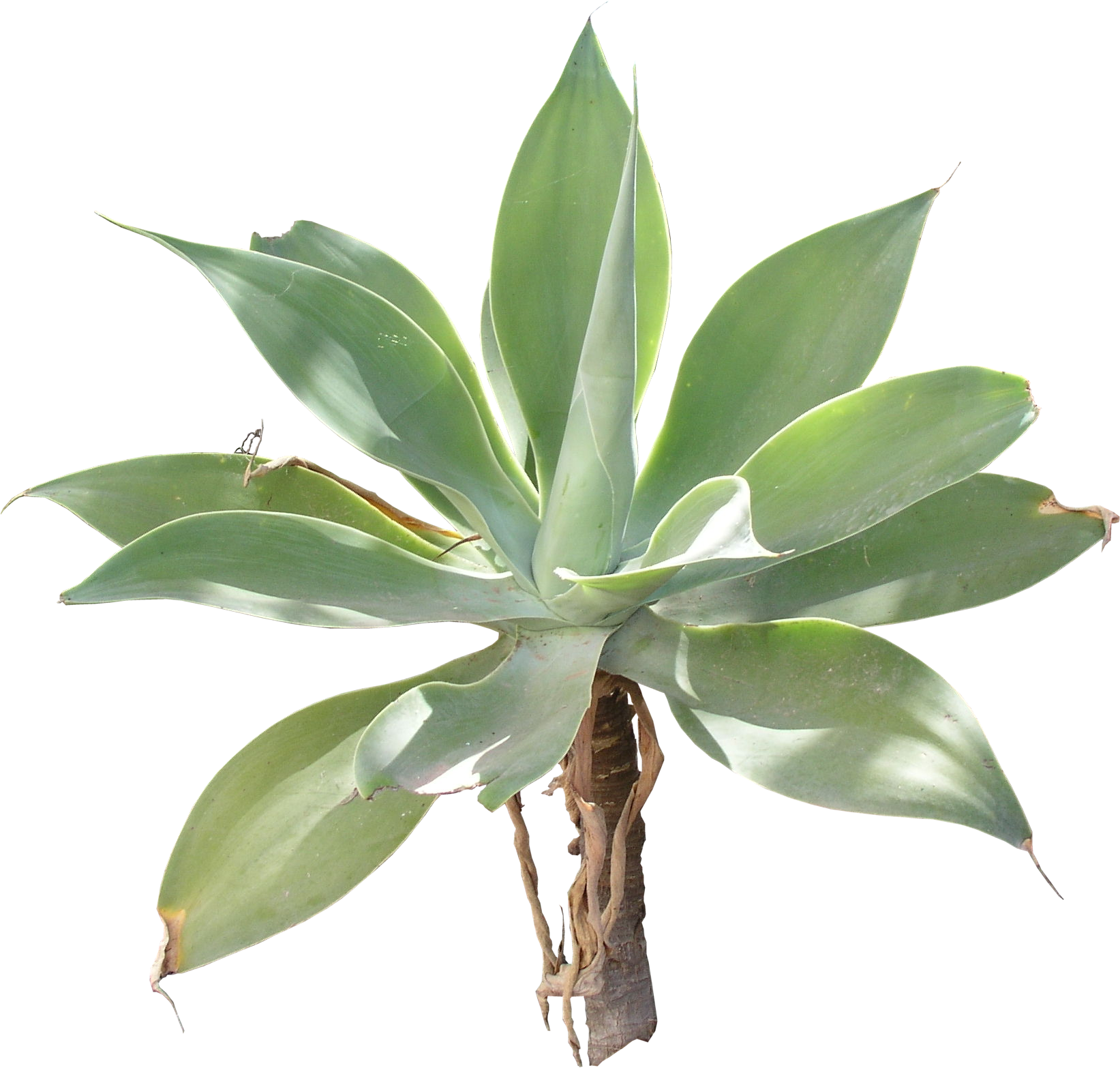 Agave Png - Agave, Transparent background PNG HD thumbnail