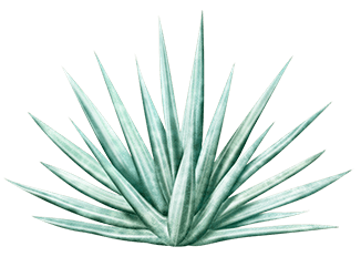 Agave Png   Yahoo Image Search Results - Agave, Transparent background PNG HD thumbnail