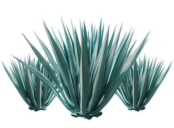 How Is It Made? - Agave, Transparent background PNG HD thumbnail
