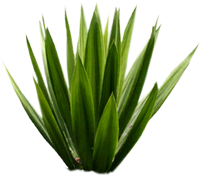 Wake Up Naturally - Agave, Transparent background PNG HD thumbnail