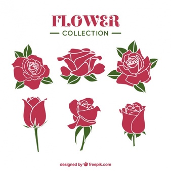 Collection Of Roses With Different Styles - Air Rose Vector, Transparent background PNG HD thumbnail