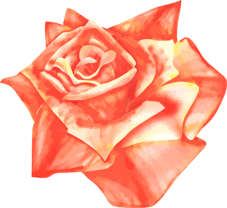 Rose, Airbrush, Vector, Drawing, Orange - Air Rose Vector, Transparent background PNG HD thumbnail