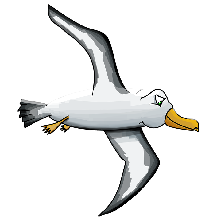. PlusPng.com albatross.png P