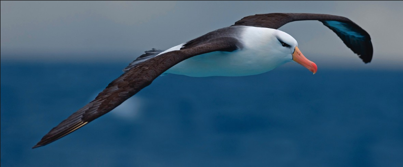 Albatross bird shape free ico