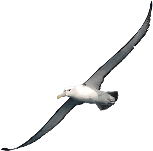 Albatross Png Clipart - Albatross, Transparent background PNG HD thumbnail