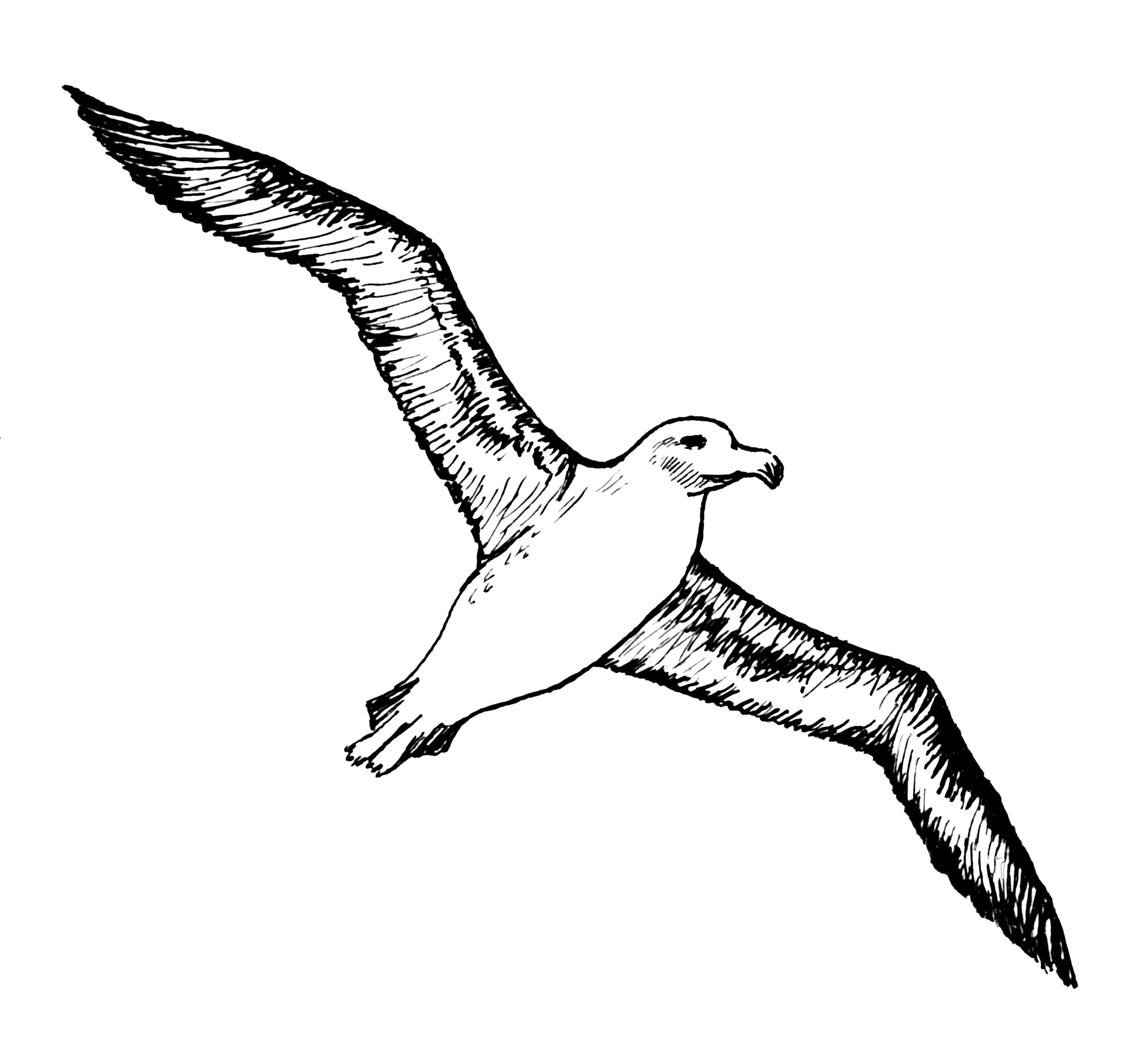Albatross Png Image - Albatross, Transparent background PNG HD thumbnail