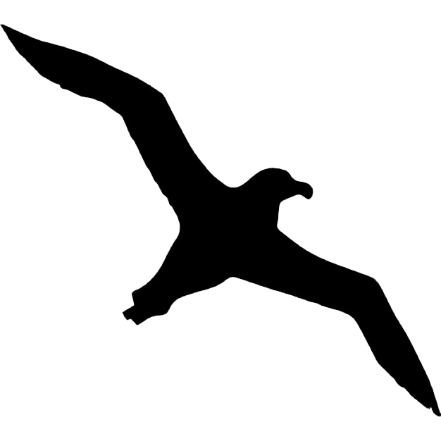Albatross PNG Image