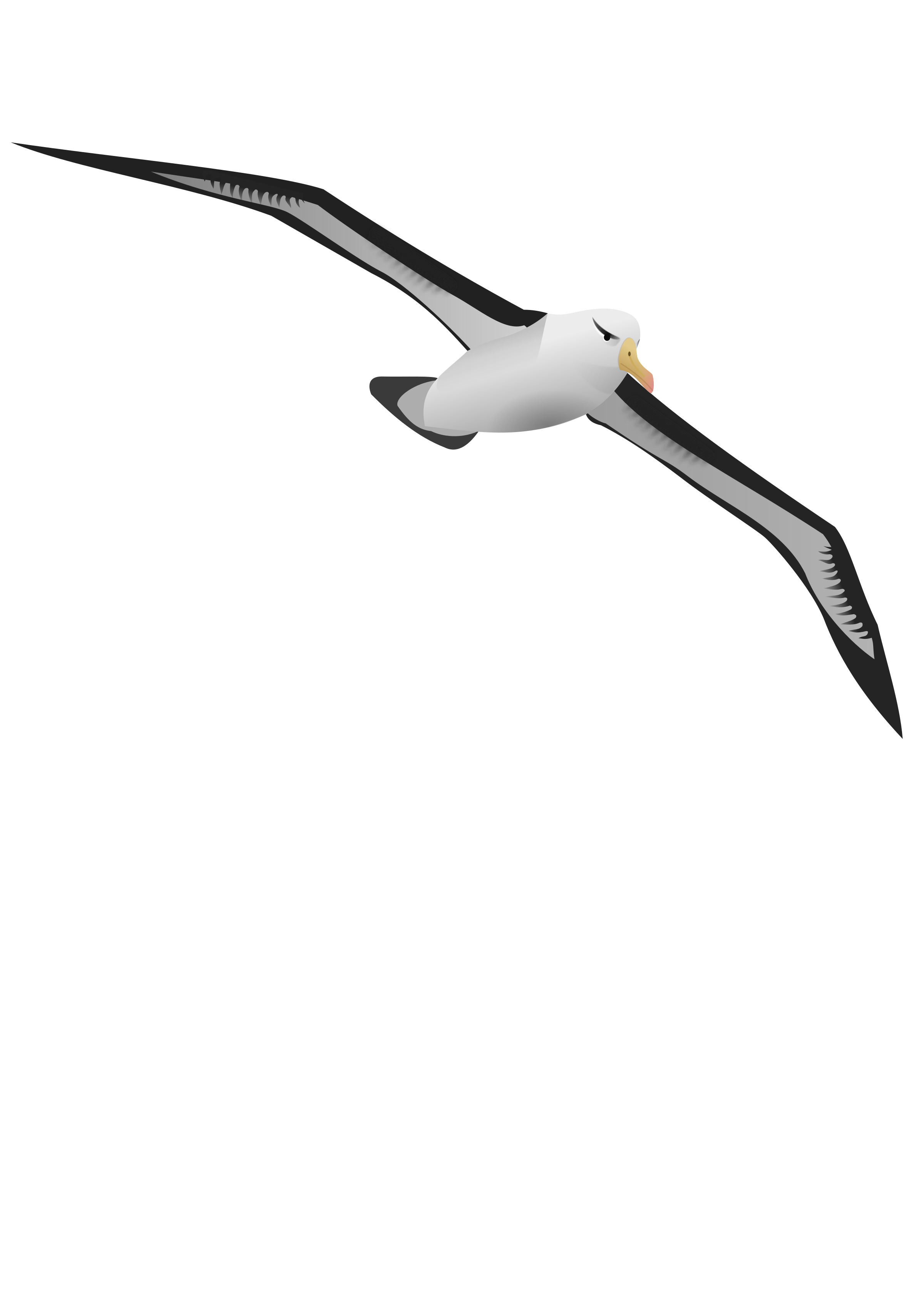 Big Image (Png) - Albatross, Transparent background PNG HD thumbnail
