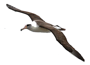 Periodically During The Day I Checked On The Bird. Yes, It Was Still There, Following Us, Presumably Awaiting A Fresh Garbage Handout. - Albatross, Transparent background PNG HD thumbnail