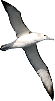 File:Albatross 2 (PSF).png