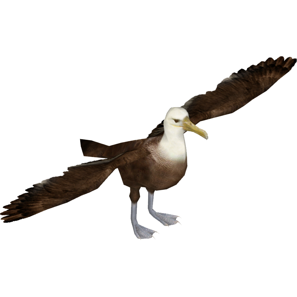 Waved Albatross (Tamara Henson).png - Albatross, Transparent background PNG HD thumbnail