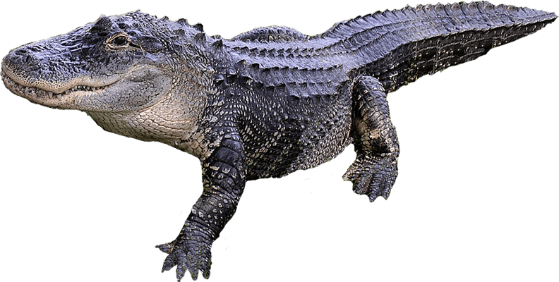Alligator Png Transparent Image - Aligator, Transparent background PNG HD thumbnail