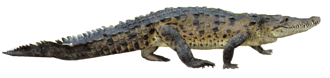 Crocodile Png - Aligator, Transparent background PNG HD thumbnail