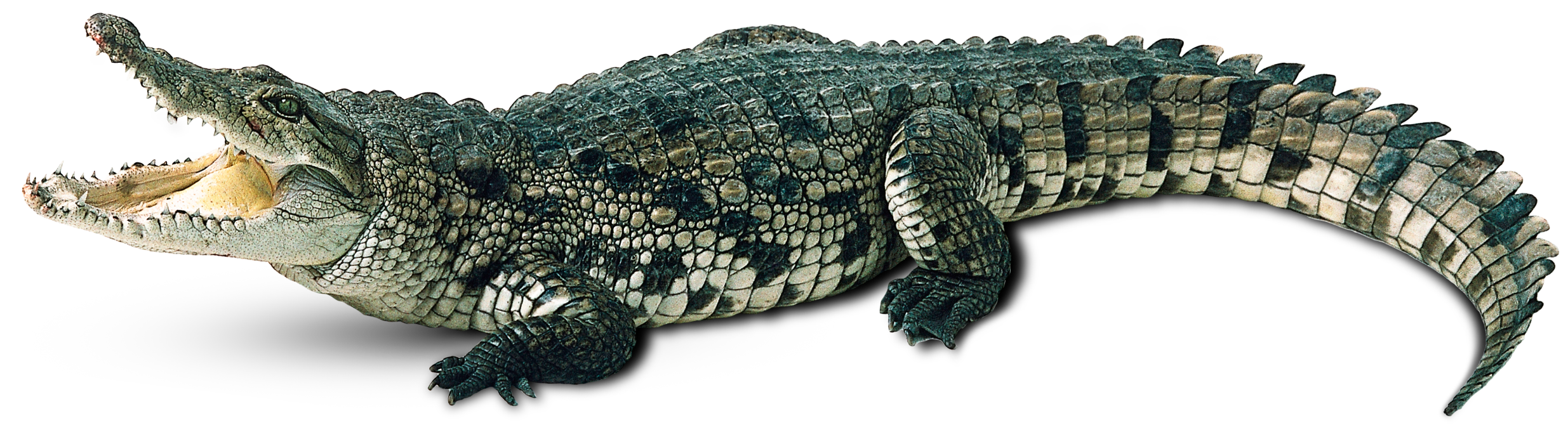 Crocodile Png - Aligator, Transparent background PNG HD thumbnail