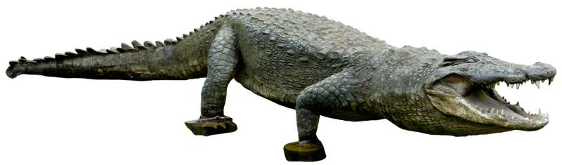 Crocodile Png Clipart - Aligator, Transparent background PNG HD thumbnail