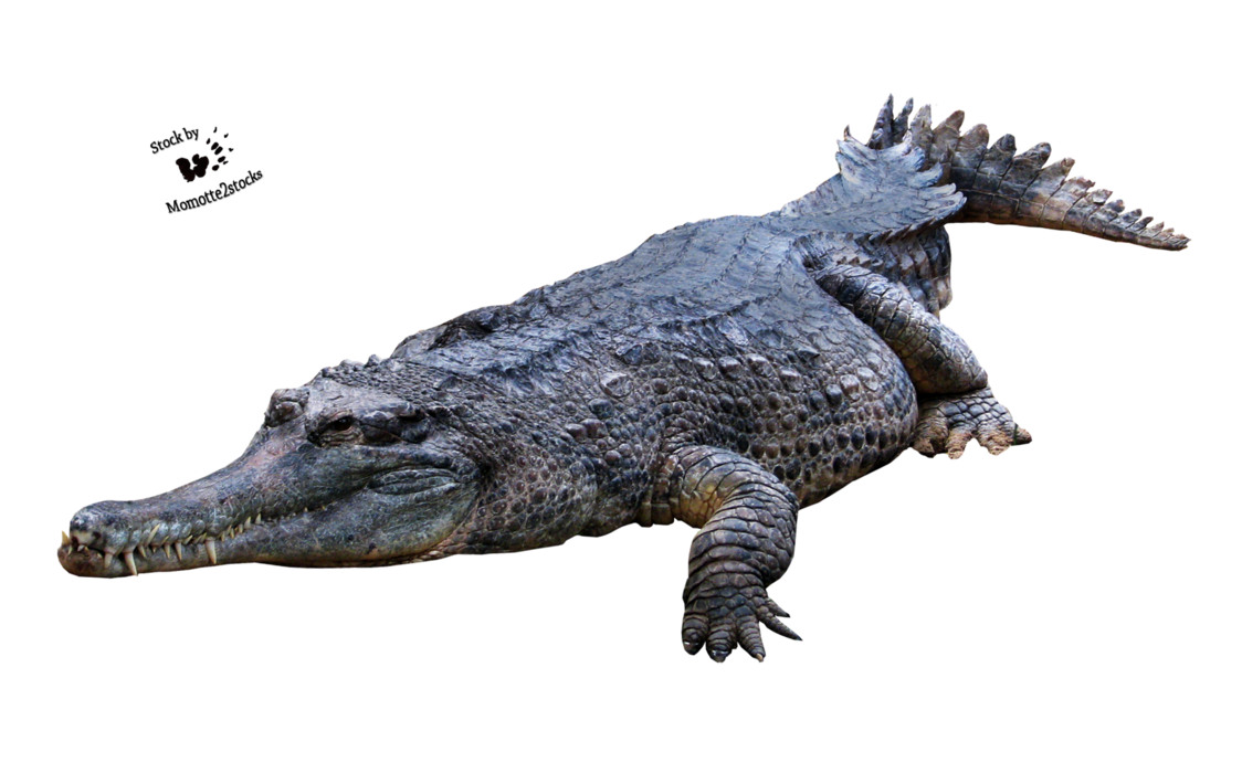 Crocodile Png Picture - Aligator, Transparent background PNG HD thumbnail
