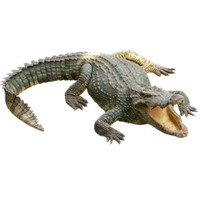 Crocodile Png Png Image - Aligator, Transparent background PNG HD thumbnail