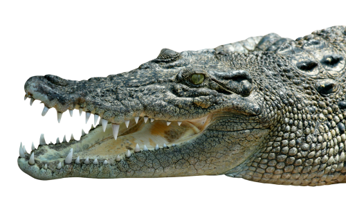 Crocodile Png Transparent Image - Aligator, Transparent background PNG HD thumbnail