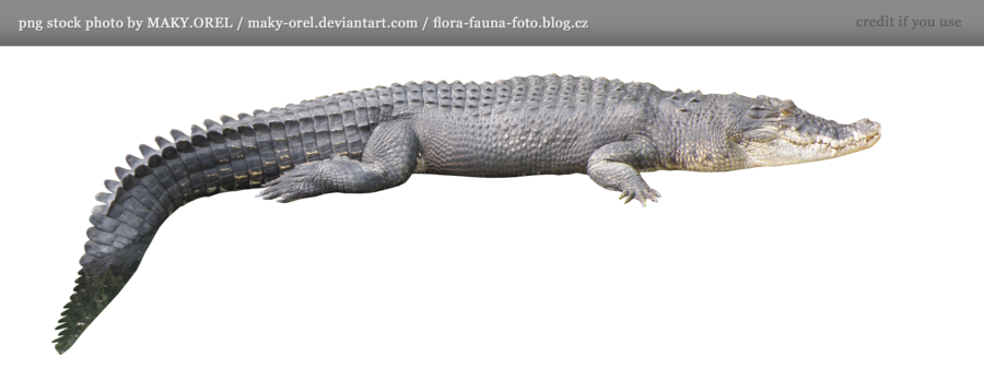 Png Stock: Crocodile By Maky Orel Hdpng.com  - Aligator, Transparent background PNG HD thumbnail