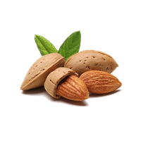Almond Png File Png Image - Almond, Transparent background PNG HD thumbnail