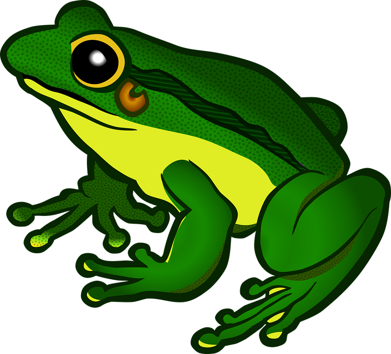 Amphibian, Animal, Frog, Nature - Amphibian, Transparent background PNG HD thumbnail