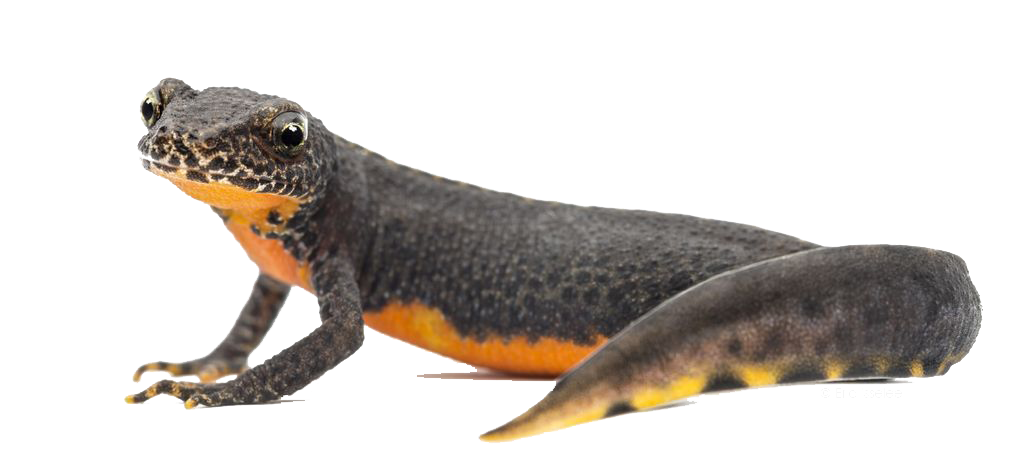 Amphibian Transparent PNG