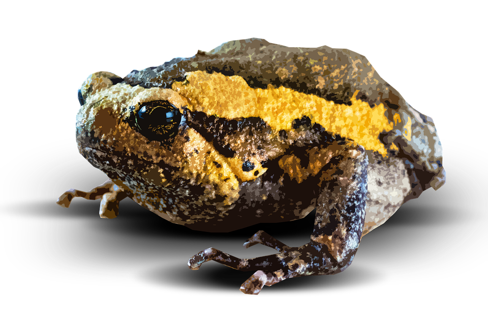 Amphibian Png Picture - Amphibian, Transparent background PNG HD thumbnail