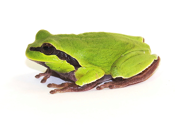 Amphibian PNG Picture