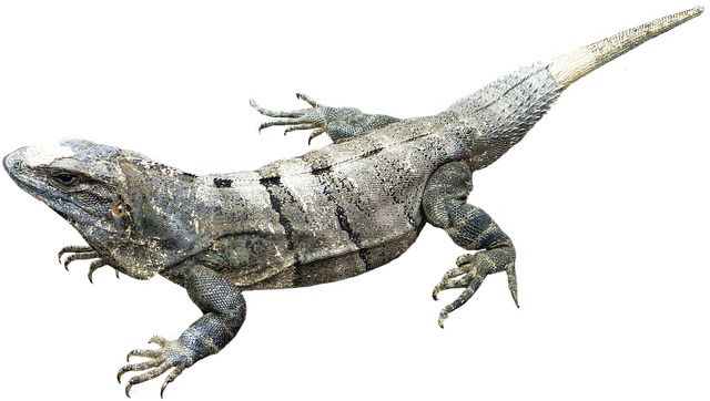 Free Illustration: Amphibian, Animal, Nature, Jungle   Free Image On Pixabay   964340 - Amphibian, Transparent background PNG HD thumbnail