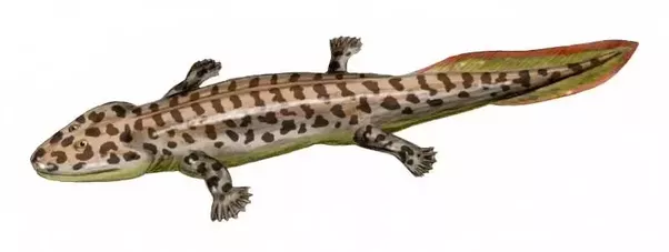 Amphibian PNG - Here Are Some Artist R