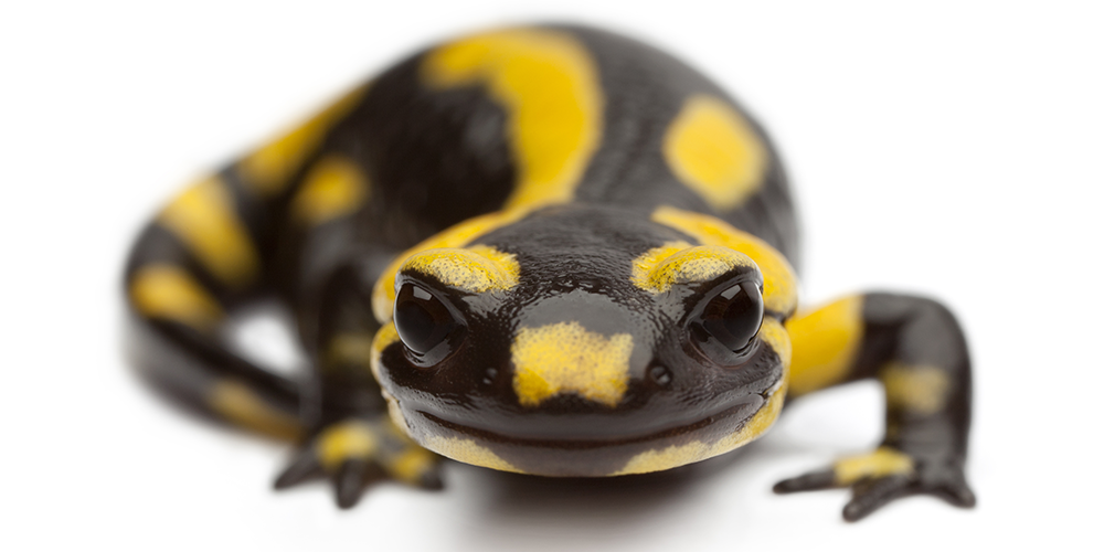 If You Have A Pet Salamander Or Newt, Or Are Simply An Amphibian Lover, Then Chances Are You Have Heard About This Fungal Disease That Is Killing Off Hdpng.com  - Amphibian, Transparent background PNG HD thumbnail