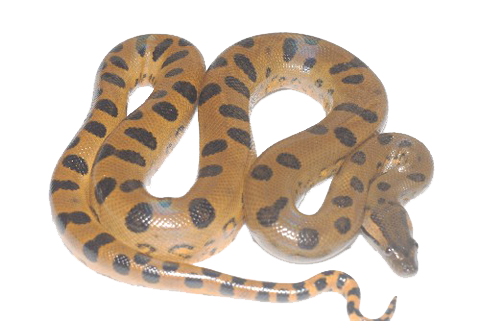 Anaconda Picture PNG Image
