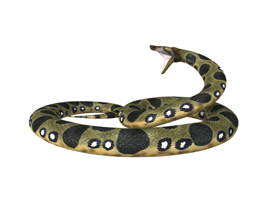 Anaconda, Snake, Constrictor, Reptile, Boa, Animal - Anaconda, Transparent background PNG HD thumbnail