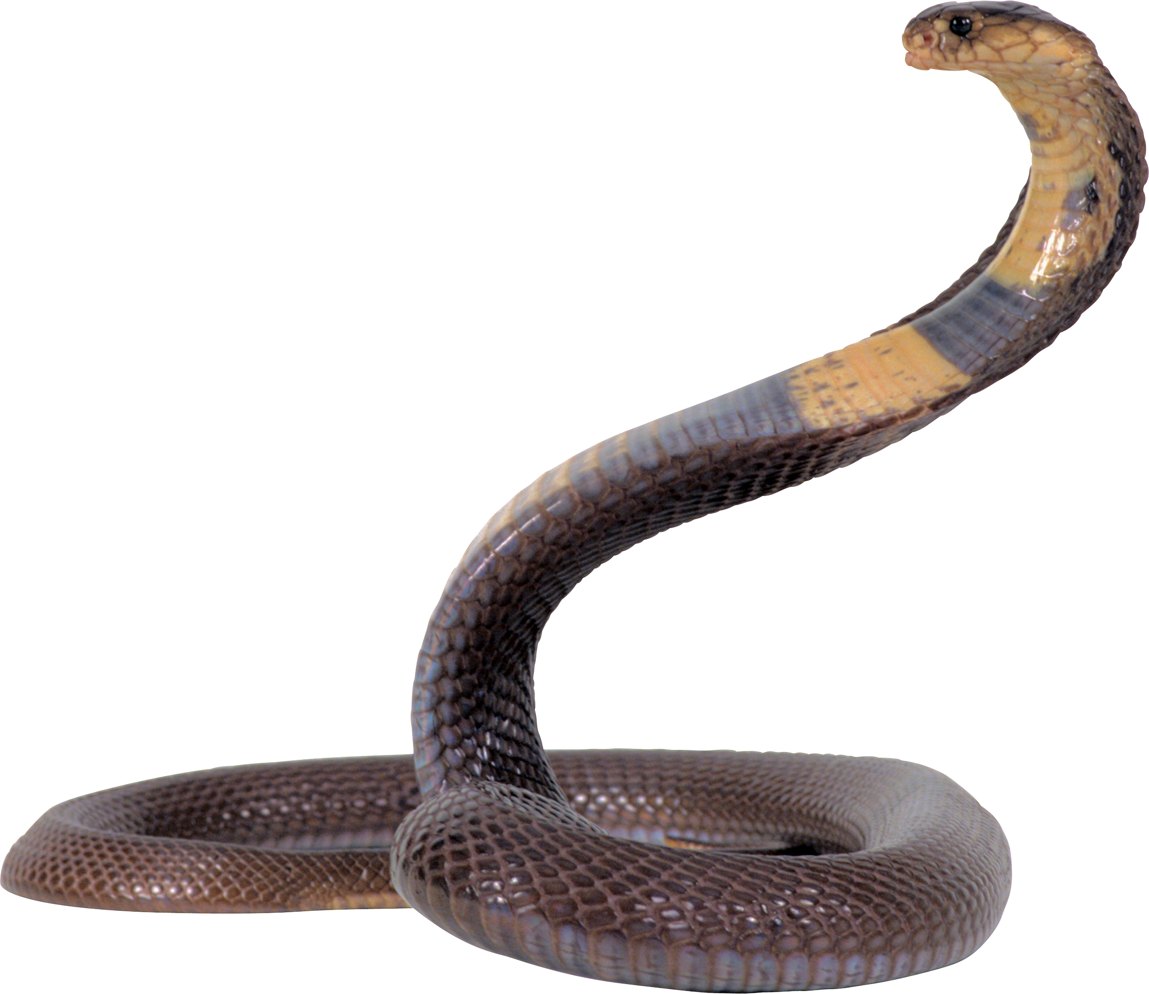 Cobra Snake Png Image, Free Download Picture - Anaconda, Transparent background PNG HD thumbnail